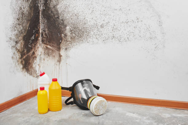 Office Mold Removal Services in Maine, WI