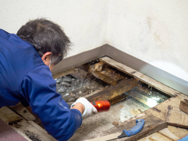 Best Toxic Mold Removal  in Maine, WI