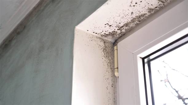 Best Attic Mold Removal  in Maine, WI