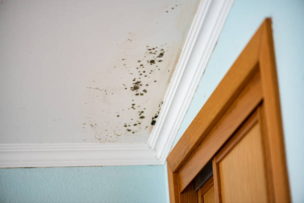 Best Attic Mold Removal  in Maine, WI