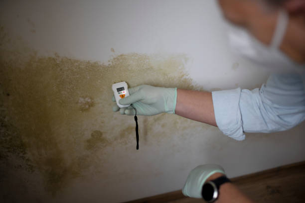 Best Black Mold Removal  in Maine, WI