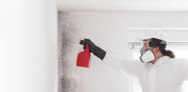 Best Office Mold Removal Services  in Maine, WI
