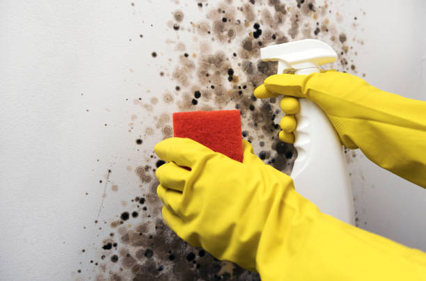 Best Mold Remediation Services  in Maine, WI