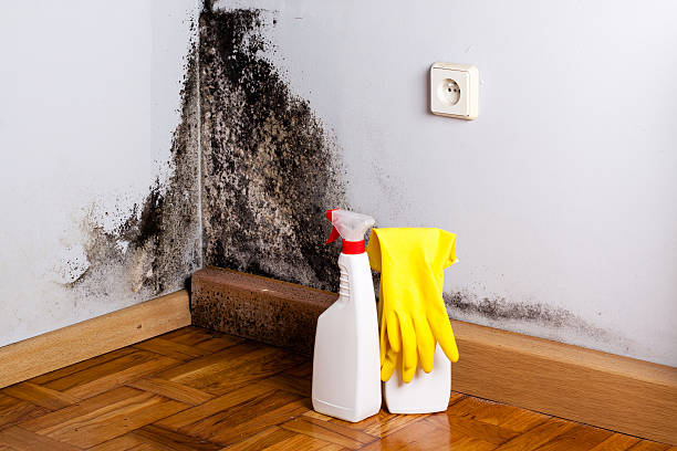 Best Mold Removal Process  in Maine, WI