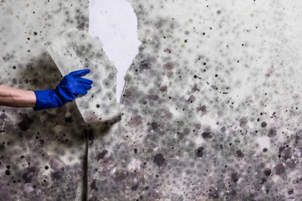 Trusted Maine, WI Mold Removal Experts