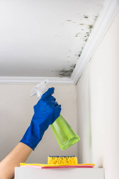 Best Residential Mold Removal  in Maine, WI