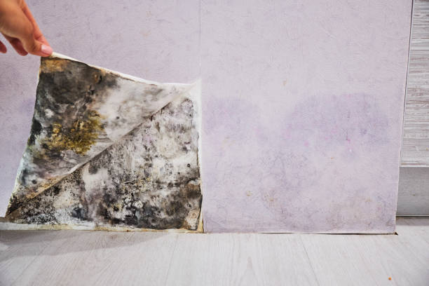 Best Commercial Mold Removal  in Maine, WI